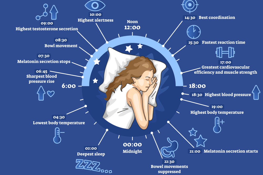 The Link Between Circadian Rhythm And Hormone Regulation