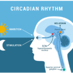 What You Need To Know About Circadian Rhythm