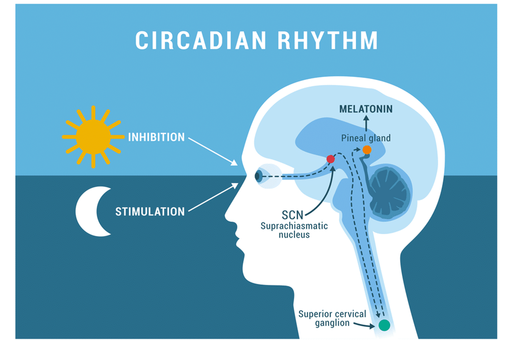 What You Need To Know About Circadian Rhythm